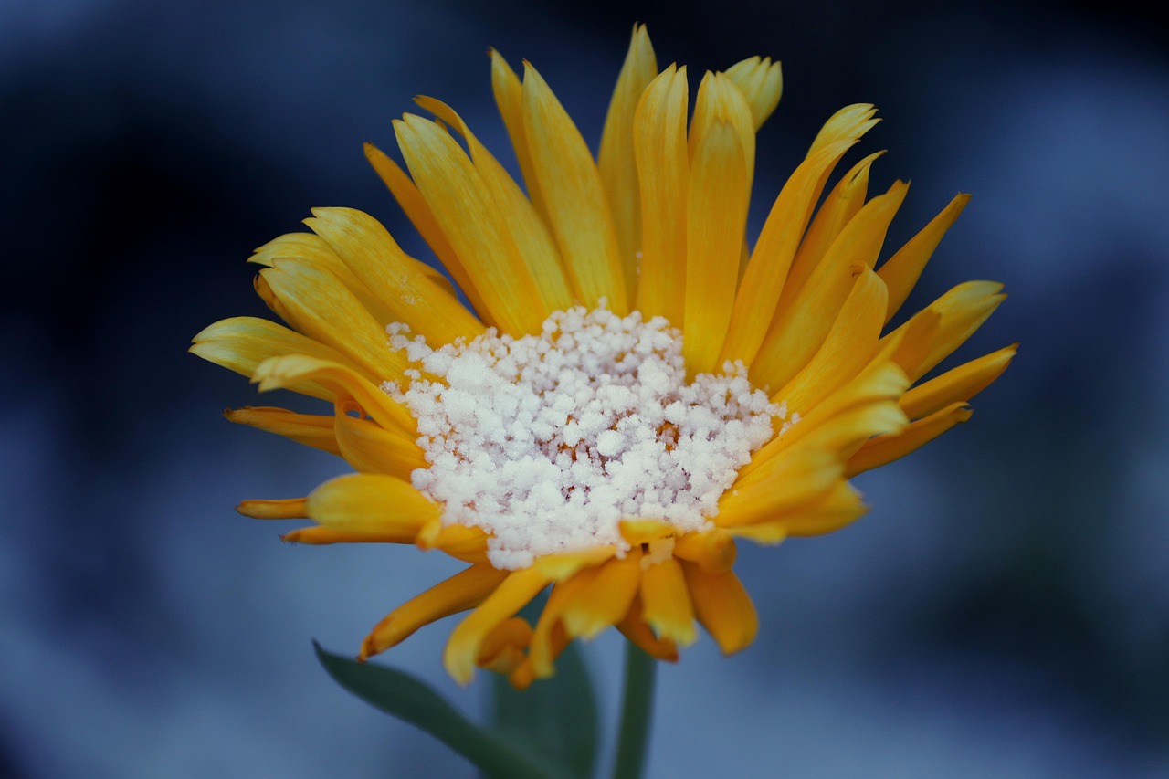 Piante verdi con foglie rigogliose, simbolo di salute, vicino a una compressa di aspirina.