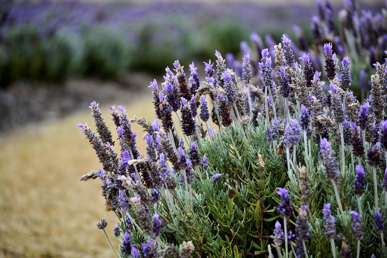 Cespo di lavanda fiorito con rami verdi e fiori viola, ideale per potature e giardinaggio.